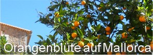 Orangenblte auf Mallorca